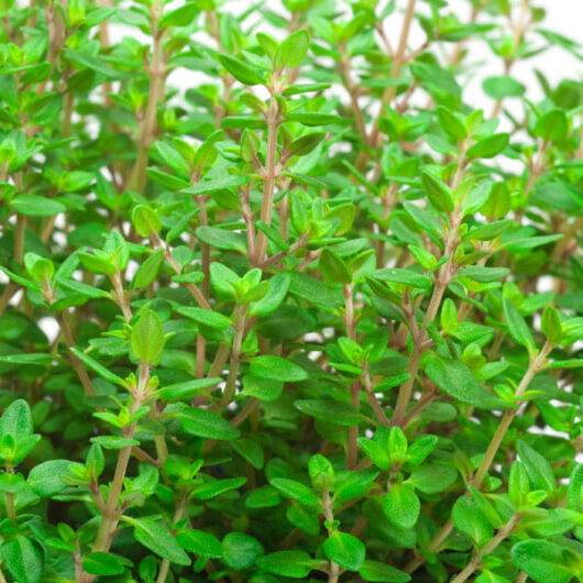 Thymus 'Pizza Thyme'