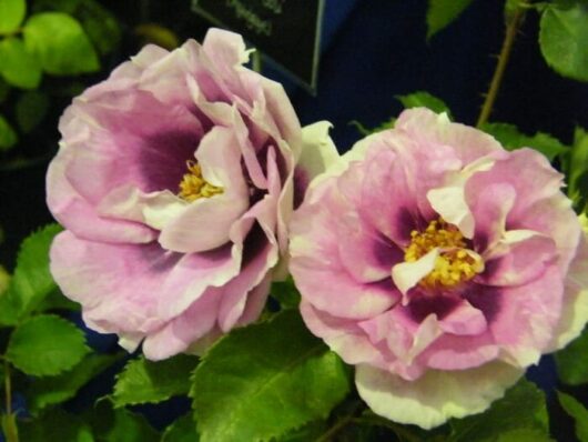 Rose 'Eyes For You'