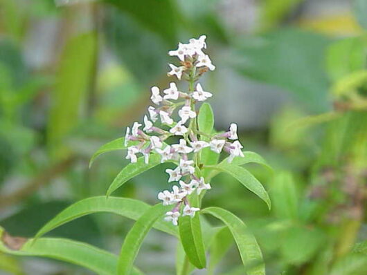 Verbena 'Lemon'