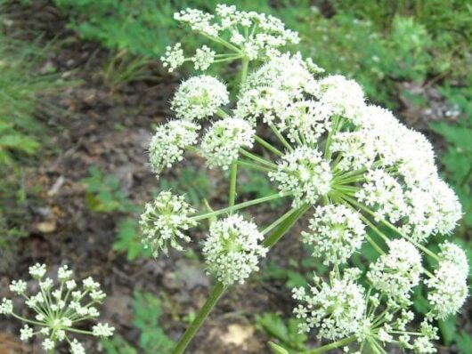 Angelica Herb