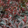 A close up of a bush with red leaves.