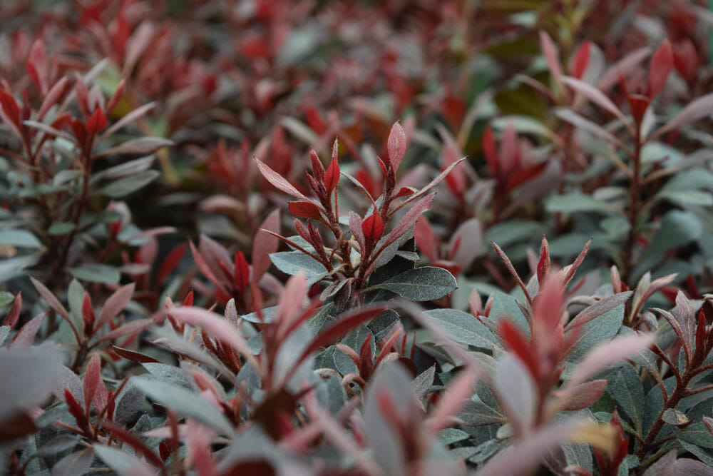 A close up of a bush with red leaves.