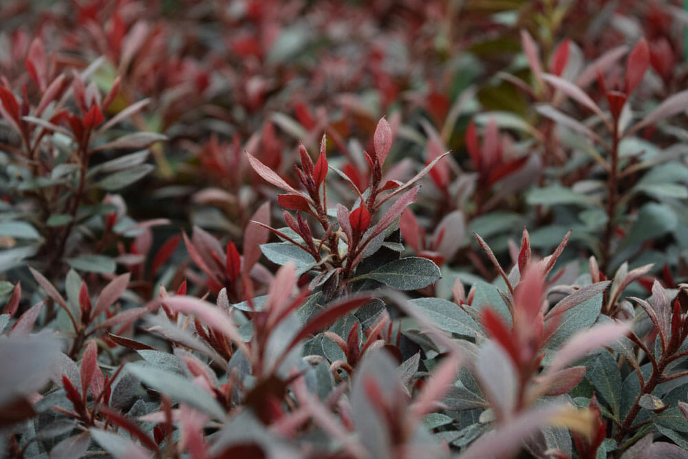 Plants for Winter Colour in the Garden