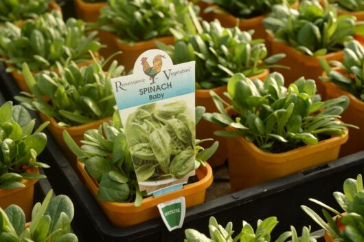 Spinach 'Baby' 4" Pot plants with a labeled "baby spinach" tag in a greenhouse.