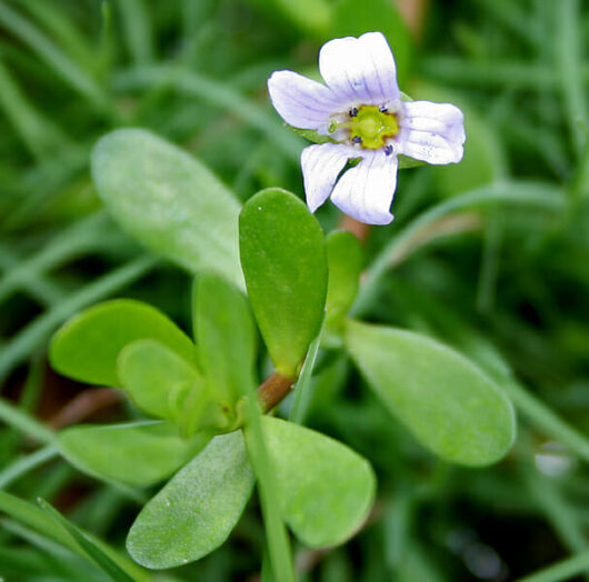 Brahmi 'Memory Herb' 4" Pot