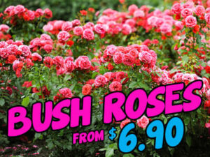 Bush-Roses
