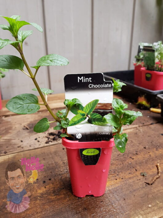 Chocolate Mint 3" Pot