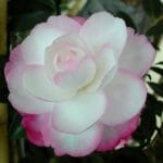 Camellia Paradise Blush 2