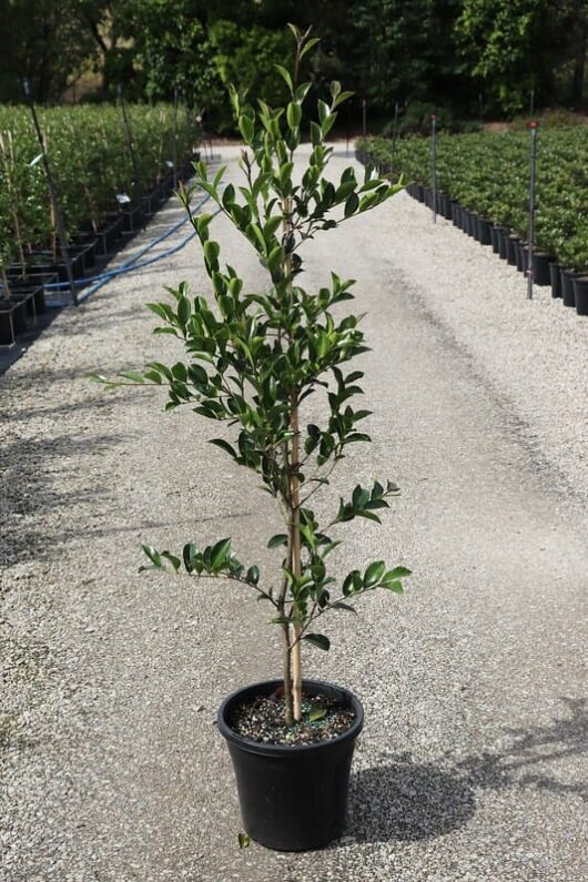 Young lemon tree in a black 10" pot, placed on a gravel surface with rows of potted plants including Camellia sasanqua 'Setsugekka' 10" Pot in the background.