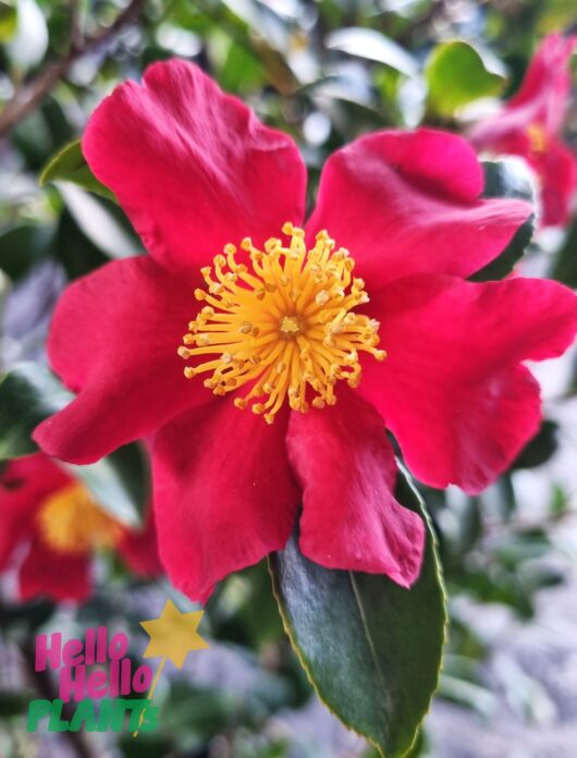 Hello Hello Plants Nursery Melbourne Victoria Australia Camellia sasanqua Yuletide Red flower logo