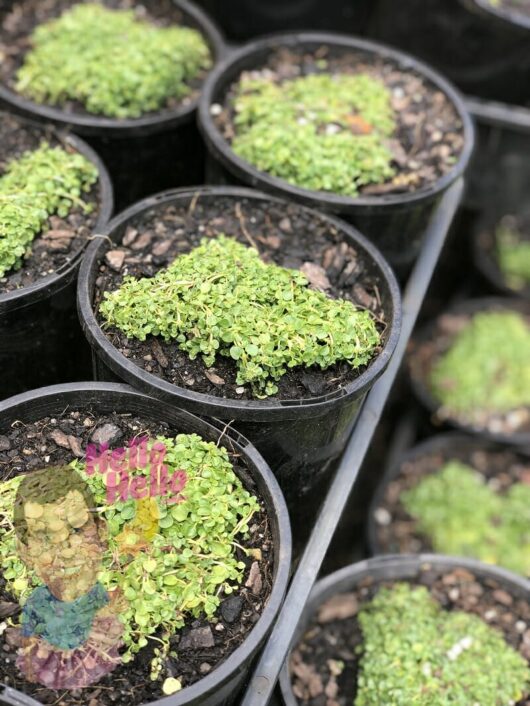 Several black pots containing young Mint 'Corsican' plants, arranged on a garden bed, with a conspicuous pink "sold" label on one pot.