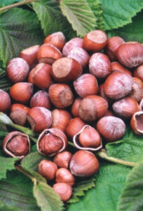 Corylus 'Wanliss Pride' Hazelnut 3ft (Bare Rooted) on a green leaf.