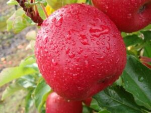 Dwarf Apple "Pinkabelle"