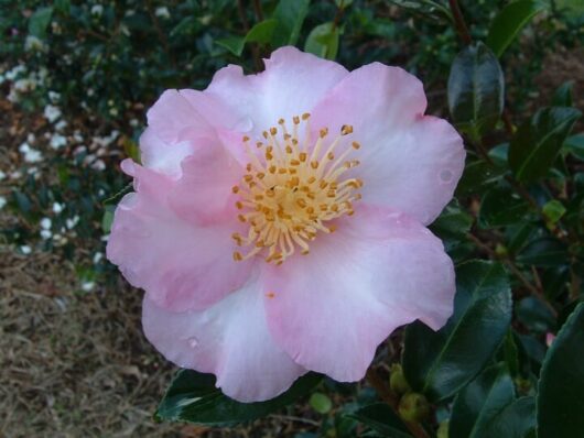 A pink Camellia sasanqua 'Edna Butler' 10" Pot with a yellow center.