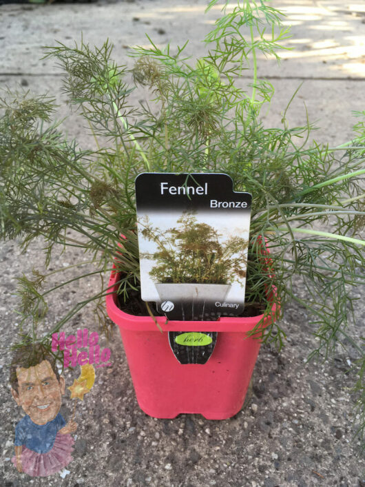 Fennel 'Bronze' 4" Pot plant growing in a pink pot with a Fennel 'Bronze' 4" Pot label, accompanied by a small decorative object at the base.
