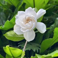 A white rose bloom stands out against the lush green leaves, reminiscent of the elegance displayed by a Pyrus 'Red Spire' Ornamental Pear in an 8" pot.