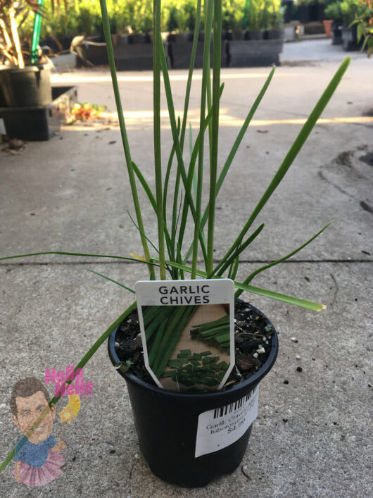 Chives 'Garlic' 4" Pot herbal plant with a label, placed on a concrete surface outdoors.