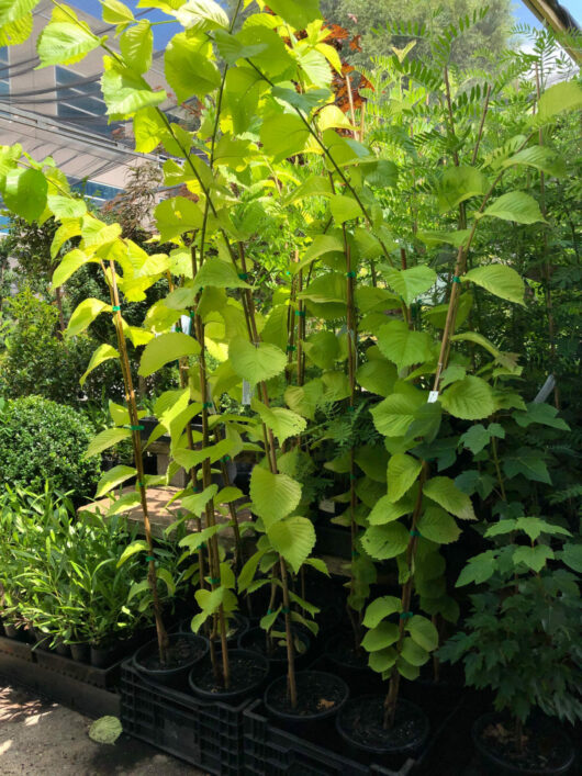 Sentence with product name: Ulmus 'Golden' Elm Tree 8" Pot (Ulmus 'Golden') with large green leaves thriving in a sunny outdoor garden nursery.