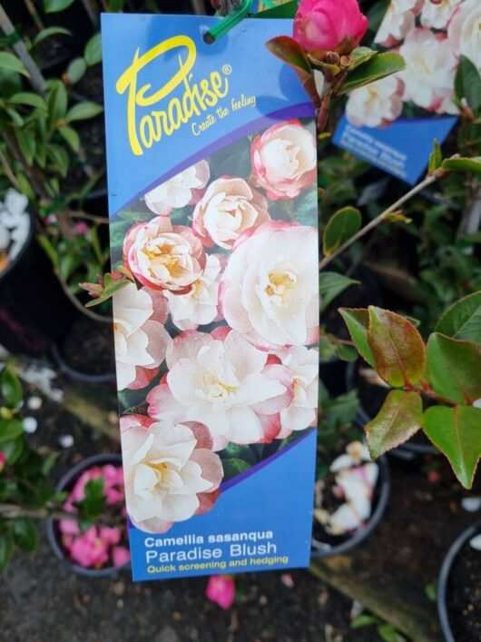 Camellia sasanqua 'Paradise® Blush'