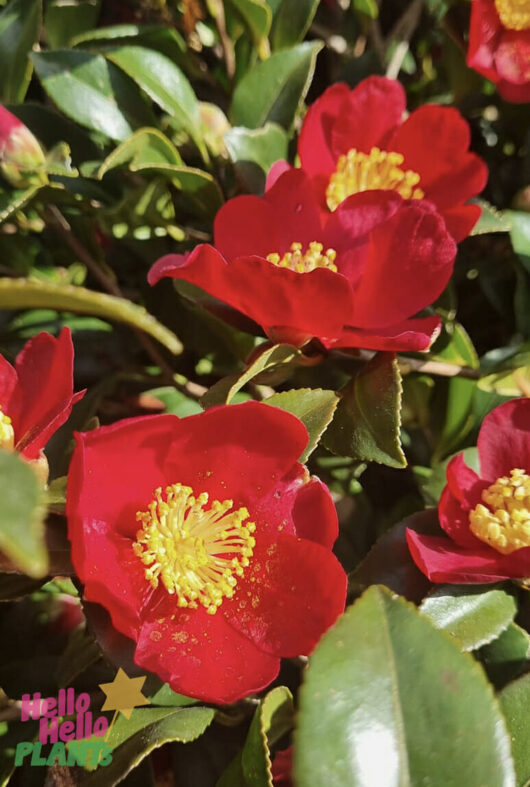 Camellia sasanqua 'Yuletide'