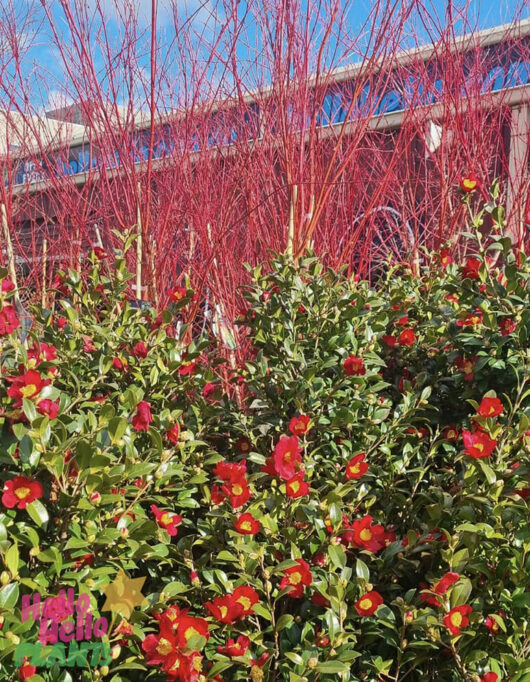 Camellia sasanqua 'Yuletide'