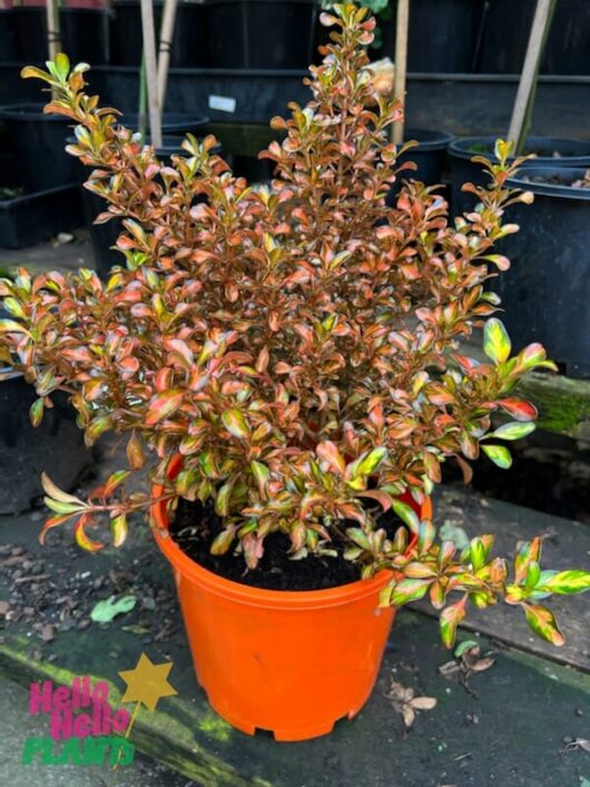 Coprosma 'Evening Glow' 8" Pot