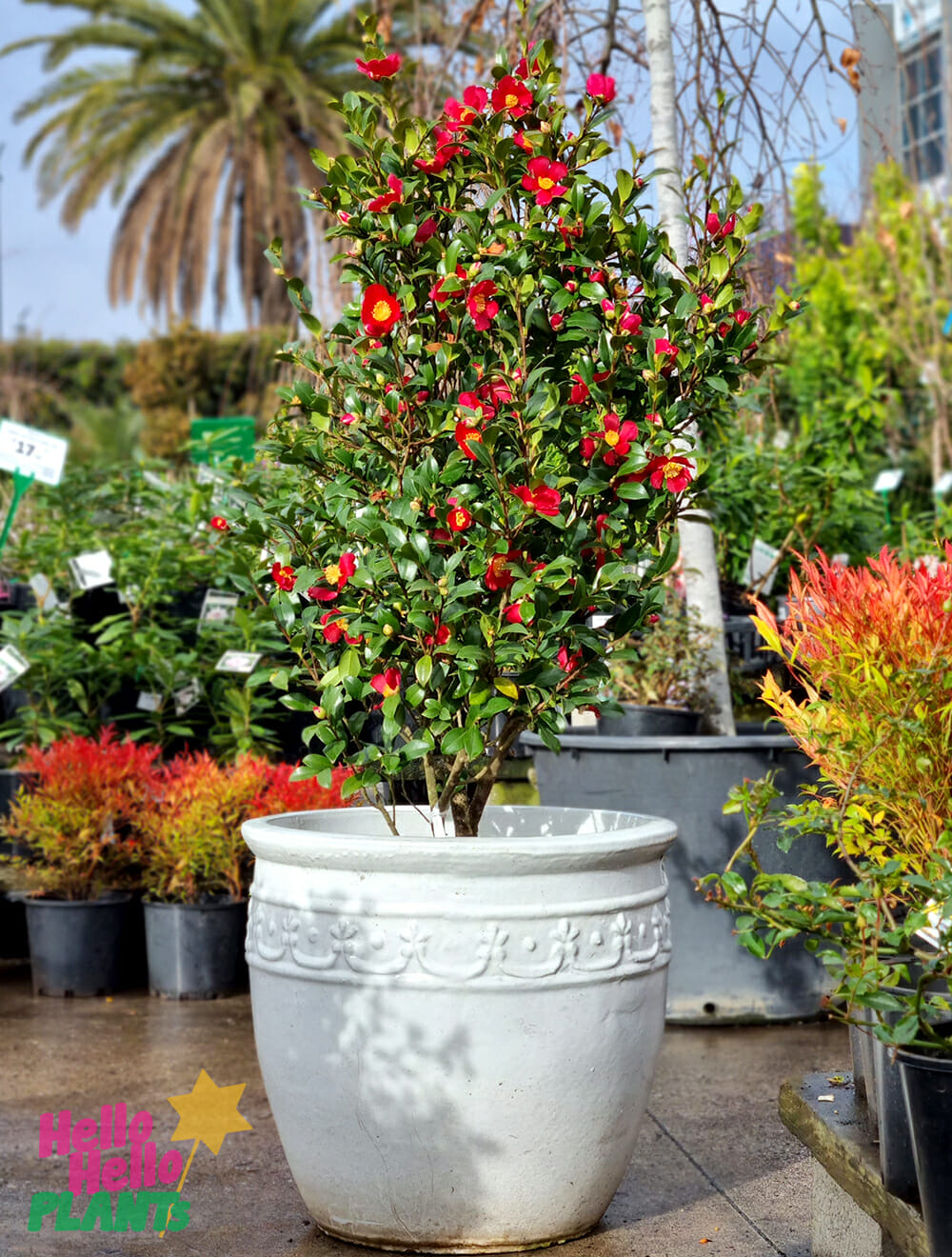 Yuletide camellia discount