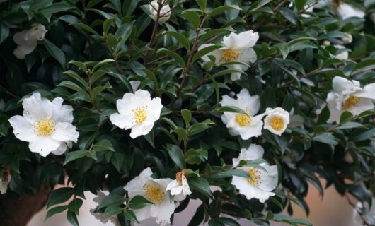 Camellia sasanqua 'Setsugekka'