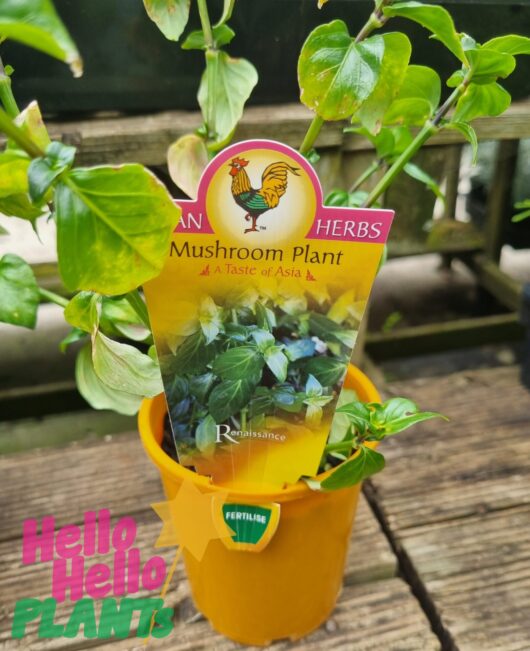 Mushroom Herb 4" Pot