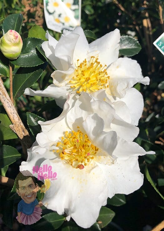 Hello hello plants Camellia Sasanqua Setsugekka Flower