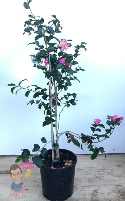 Hello hello plants Camellia sasanqua Plantation Pink 8in pot