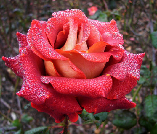 Rose 'Ian Thorpe' Bush Form