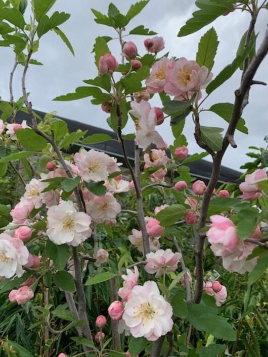 Pink and white blossoms accompanied by green leaves embellish the branches of a Malus ioensis 'Flowering Crab Apple,' standing out against a cloudy sky.