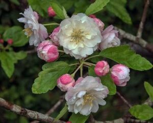 A close-up of a Malus ioensis 'Flowering Crab Apple' branch with pink and white blossoms and green leaves, showcasing some buds still closed.