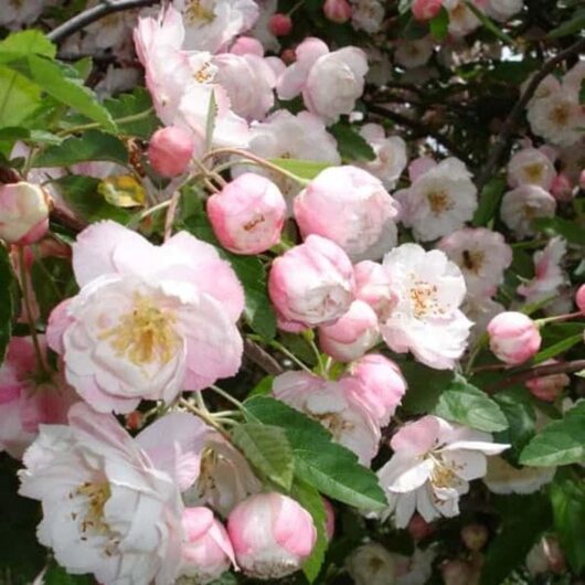 Close-up of a cluster of blooming pink and white flowers on green leafy branches of a Malus ioensis 'Flowering Crab Apple'.