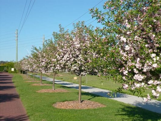 A row of blossoming Malus ioensis 'Flowering Crab Apple' trees with pink flowers lines a sidewalk next to a grassy area. Power lines run parallel to the path under a clear blue sky.