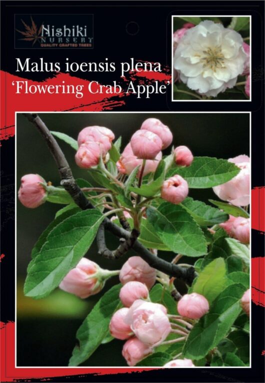 An informational image featuring the Malus ioensis 'Flowering Crab Apple', with a close-up shot showing pink flower buds and another inset image of a fully bloomed white flower.