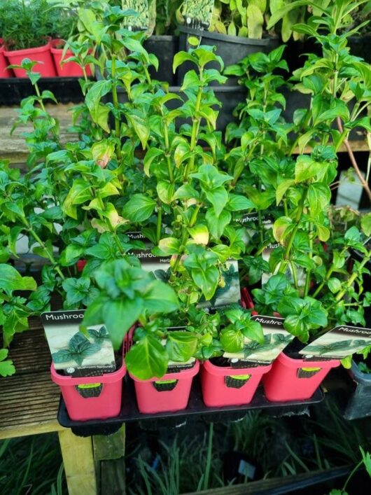 Mushroom Herb 3" Pot