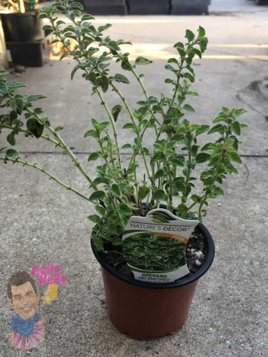 A Oregano 'Hot and Spicy' 4" Pot with its oregano label displayed, sitting on a concrete surface.
