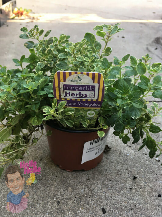 Oregano 'Variegated' 4" Pot with "longer life herbs" label, placed on a concrete surface.