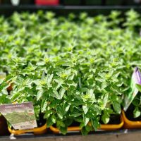 Vibrant Oregano 'Hot and Spicy' plants flourish in sunny yellow 4" pots, creating a cheerful outdoor display.