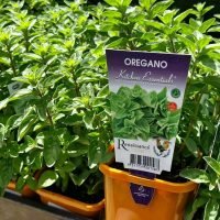 Oregano 'Hot and Spicy' plants, perfectly labeled, are arranged in an orange tray, highlighting their fresh appeal.