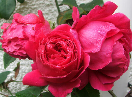 Two Rose 'Othello' (David Austin) 2ft Standard (Bare Rooted) with water droplets on them.