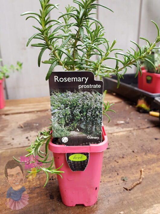 Prostrate Rosemary 3" Pot