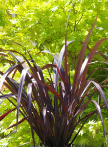 Flax "Dark Delight"