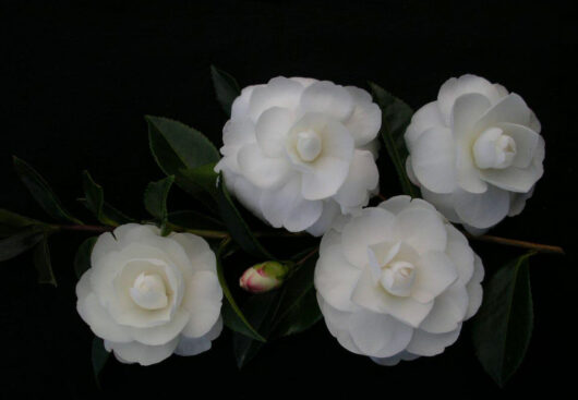 Camellia sasanqua 'Early Pearly'