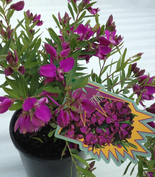 Polygala 'Little Charmer' 8" Pot flowers with a label on it.