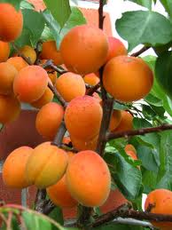 Ripe Prunus 'Storey' Apricots on a tree near a brick wall.