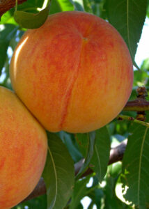 Two Prunus 'Trevatt' Apricots on a tree branch.