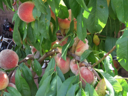 Prunus 'Anzac' Peaches 5ft (Bare Rooted) are growing on a tree in front of a house.